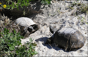 Gopher Tortoise [Gopherus polyphemus]