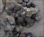 Stramonita haemastoma floridana (Conrad, 1837) Florida Rocksnail