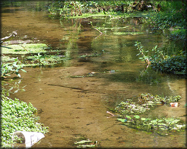 Jones Creek at the "Plant" site