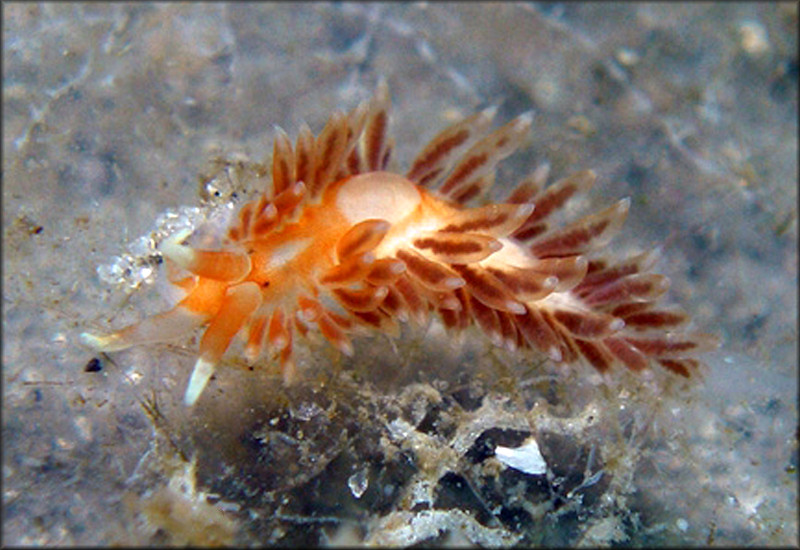 Aeolidiella indica Bergh, 1888 Vermillion Japanese Aeolis