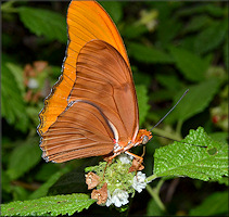 Julia Dryas julia