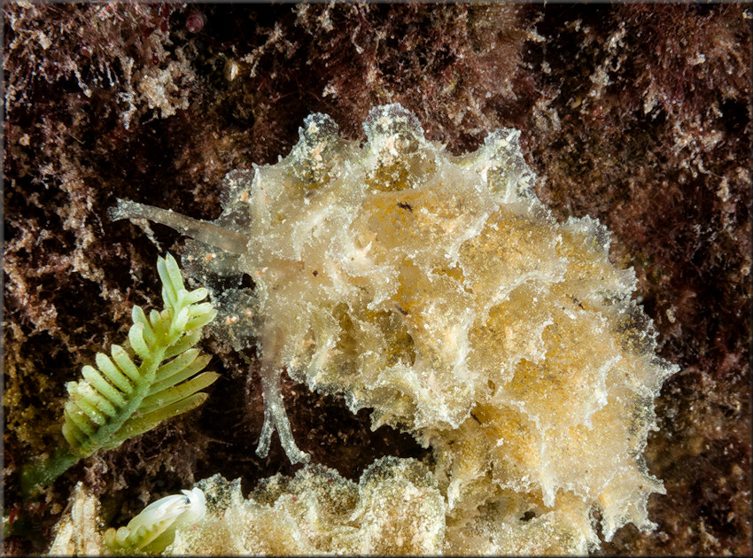 Polybranchia schmekelae Medrano, Krug, Gosliner, Biju Kumar and Valds, 2018