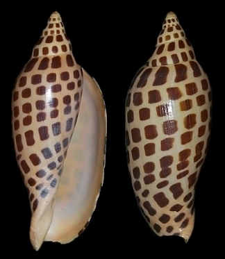 Scaphella junonia johnstoneae Clench, 1953