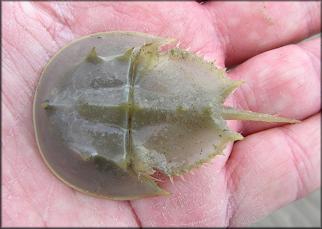 Limulus polyphemus Atlantic Horseshoe Crab Juvenile