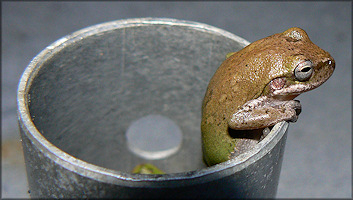 Cuban Treefrog [Osteopilus septentrionalis] Juvenile