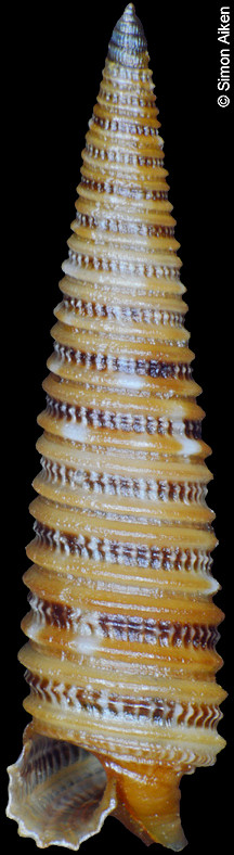 Viriola cancellata Hinds, 1843