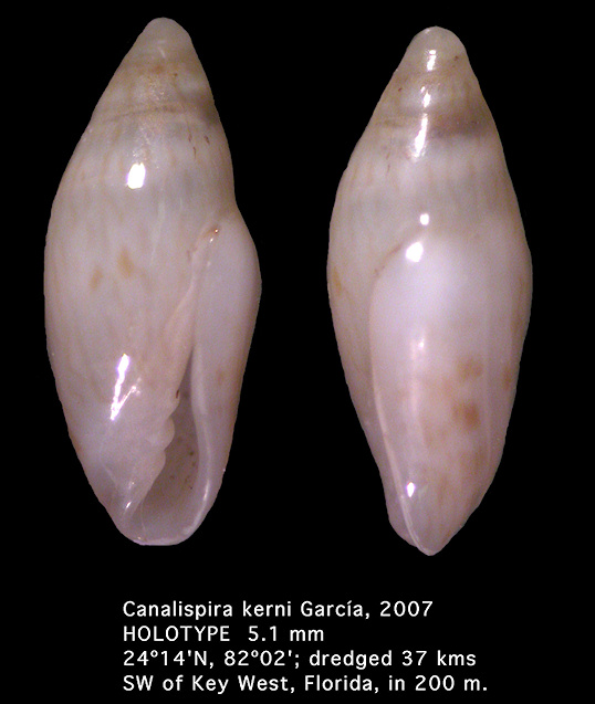 Canalispira kerni Garca, 2007 (holotype)