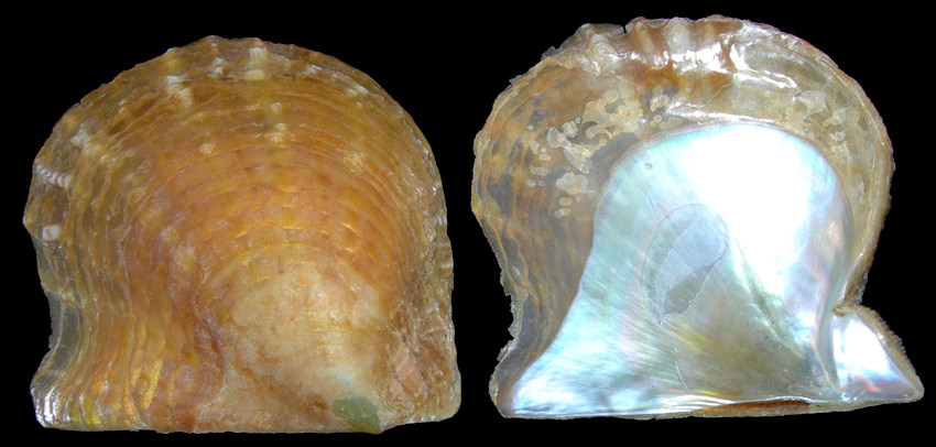 Pinctada imbricata imbricata Rding, 1798 Atlantic Pearl-oyster