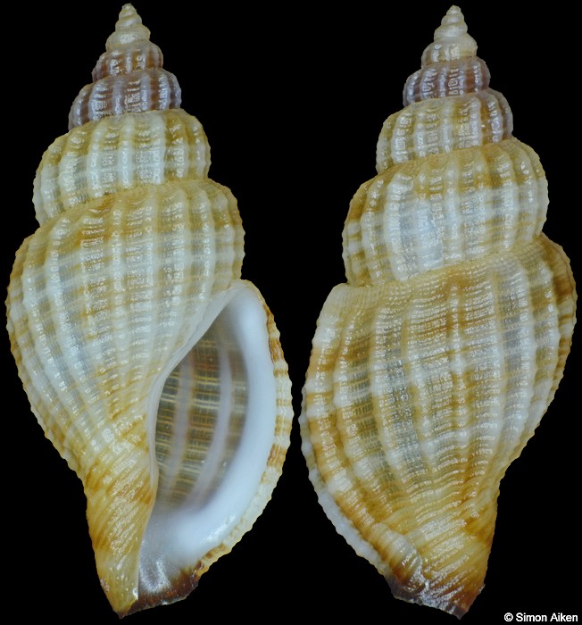 Kuroshiodaphne aurea Stahlschmidt, Poppe and Tagaro, 2018