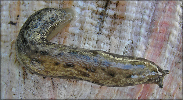 Philomycus carolinianus (Bosc, 1802) Carolina Mantleslug