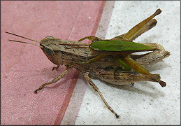 Short-winged Green Grasshoppers [Dichromorpha viridis] Mating