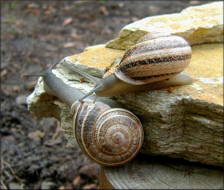Otala lactea (Mller, 1774) Milk Snail