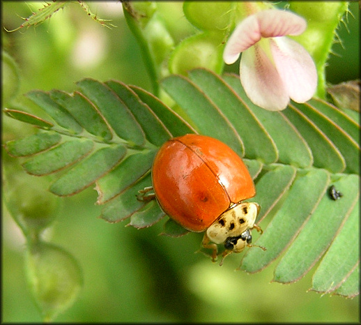 Asian Lady Beetle [Harmonia axyridis]