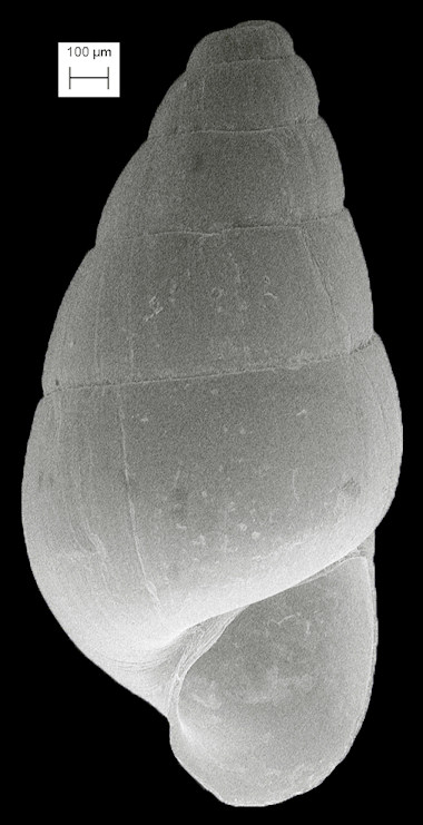 Odostomia laevigata (d'Orbigny, 1841) Milky Pyram