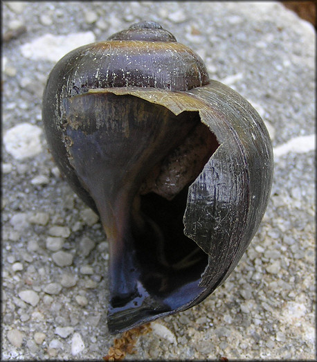 Pomacea paludosa Killed And Eaten By Jones Creek Predator