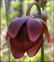 Parrot Pitcher Plant [Sarracenia psittacina]