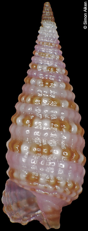 Mastonia lamberti (Hervier, 1897)
