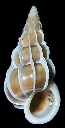 Gyroscala lamellosa (Lamarck, 1822) - Lamellose Wentletrap