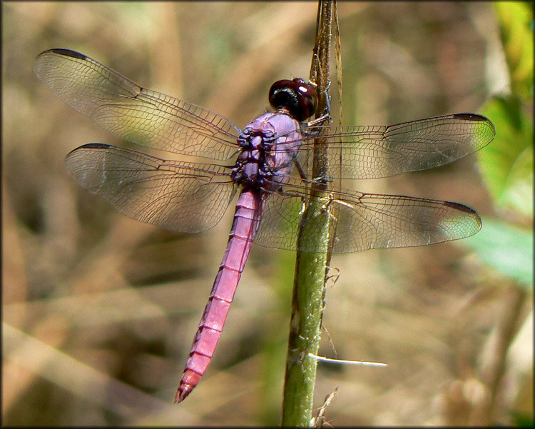 Roseate Skimmer (Orthemis ferruginea)