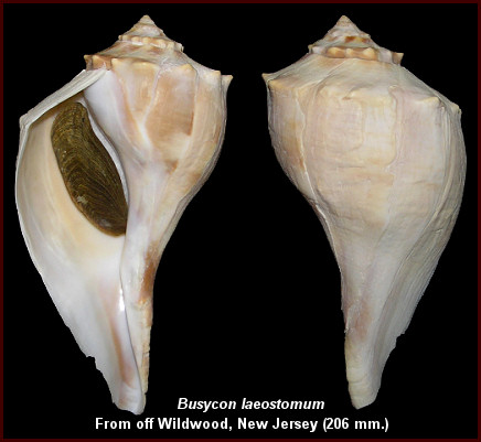 Busycon laeostomum Kent, 1982