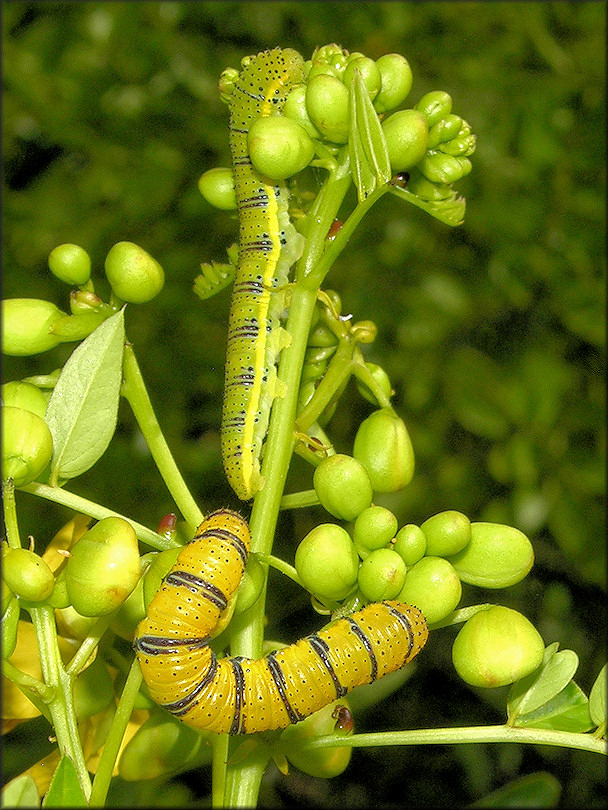 Cloudless Sulphur [Phoebis sennae] Larva