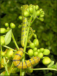 Cloudless Sulphur Phoebis sennae Larva