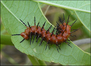 Gulf Fritillary [Agraulis vanillae] Larva