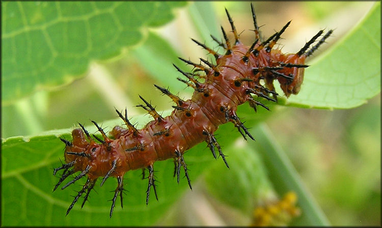 Gulf Fritillary [Agraulis vanillae] Larva