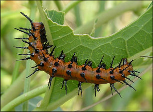 Gulf Fritillary [Agraulis vanillae] Larva