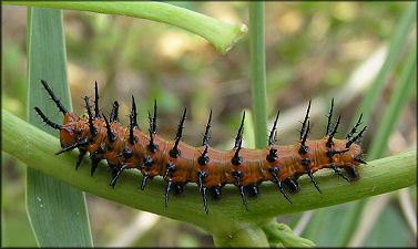 Gulf Fritillary [Agraulis vanillae] Larva