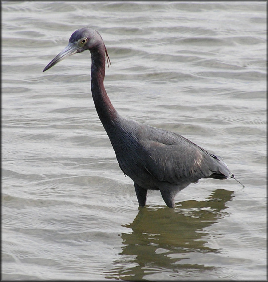 Egretta caerulea Little Blue Heron