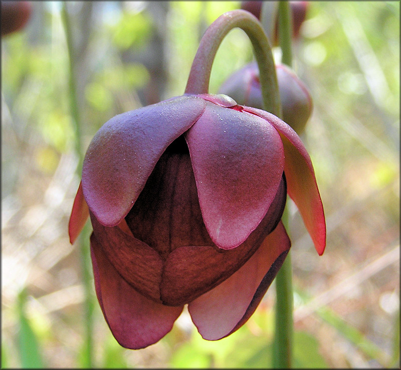 Parrot Pitcher Plant [Sarracenia psittacina] Flower