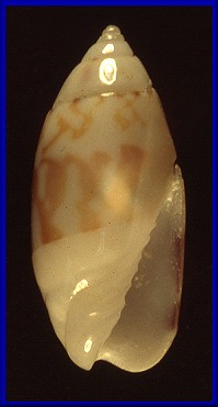 Olivella mica (Duclos, 1835)