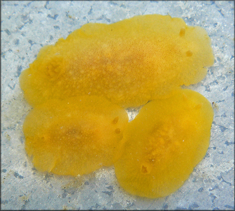 Cariopsilla pharpa (Er. Marcus, 1961) Lemon Drop