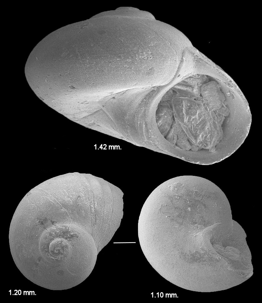 Teinostoma lenticulare (H. C. Lea, 1843)