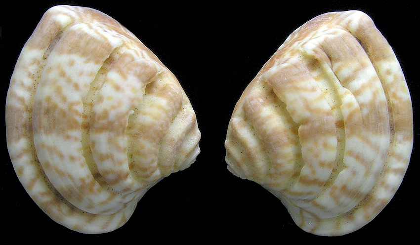 Lirophora varicosa (G.B. Sowerby II, 1853) - Imperial Venus
