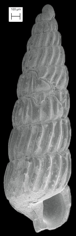 Turbonilla (Chemnitzia) levis (C. B. Adams, 1850) Delicate Turbonille