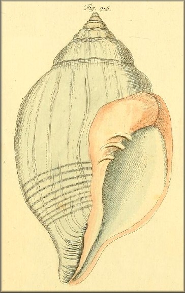 Martini, 1777 Pl.. 95, fig. 916 sole indication of Voluta ponderosa Lightfoot, 1786