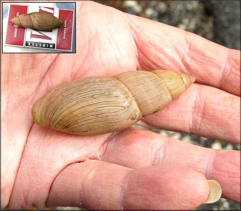 Euglandina rosea (Frussac, 1821) Rosy Wolfsnail - Large Specimen