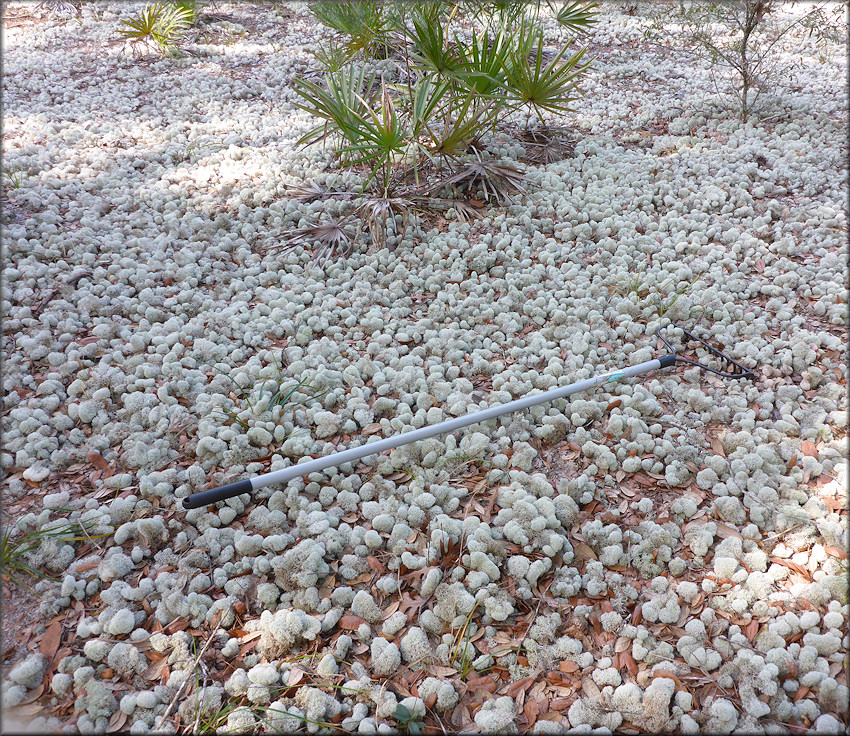 Evans Reindeer Lichen - Cladina evansii