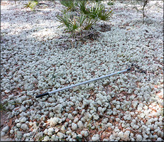 Evans Reindeer Lichen - Cladina evansii