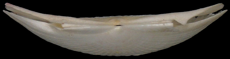 Euvola chazaliei (Dautzenberg, 1900) Dwarf Zigzag Scallop