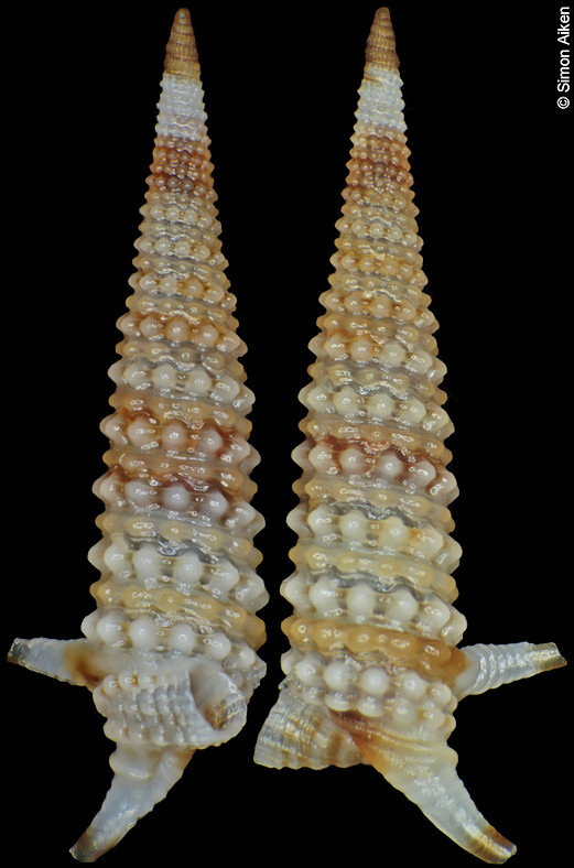 Mastoniaeforis lifuana (Hervier, 1897)