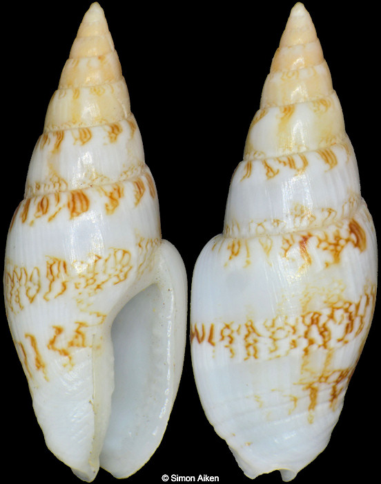 Graphicomassa ligula (Duclos, 1840)