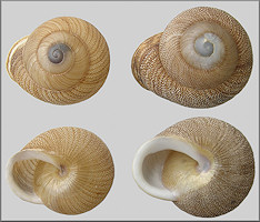 Granodomus lima (Frussac, 1821)
