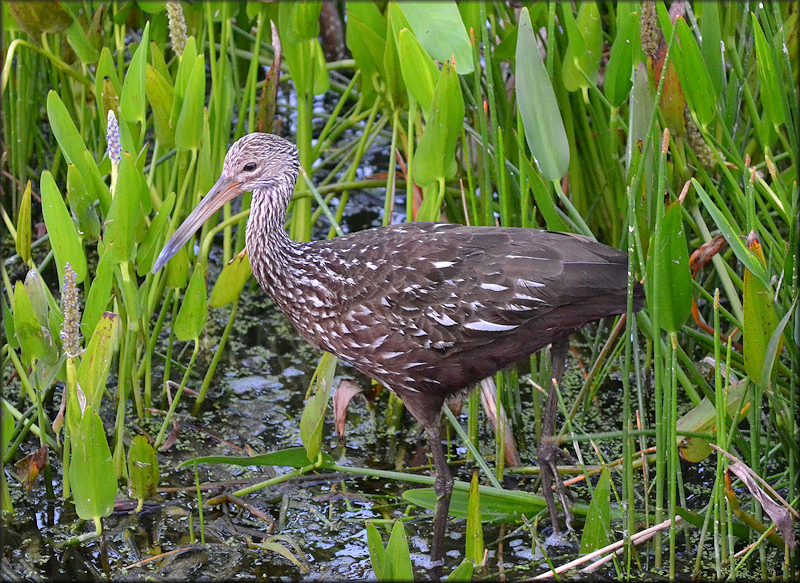 Limpkin (Aramus guarauna)