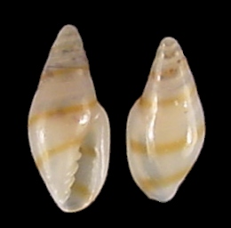 Dentimargo aureocinctus (Stearns, 1872) Gold-line Marginella