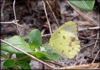 Little Sulphur [Eurema lisa]