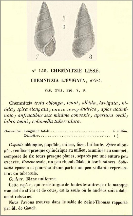 Odostomia laevigata (d'Orbigny, 1841) Milky Pyram