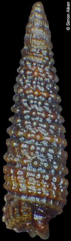Litharium kurodai (Kosuge, 1962)